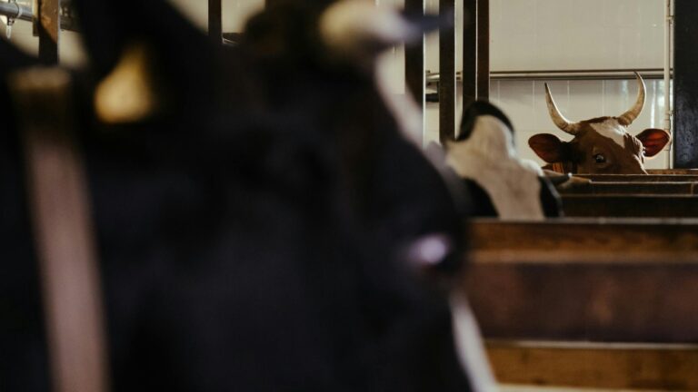 تربية الأبقار وإدارة الحليب – نصائح لتربية الأبقار الصحية وتحسين إنتاج الحليب