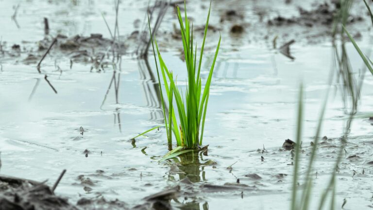 أنواع المحاصيل في المزرعة: استعراض واختيار الأنسب للتربة والمناخ