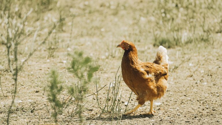 الدواجن وإنتاج البيض – دليل عملي لتربية الدواجن، العناية بالكتاكيت وتحسين إنتاج البيض.